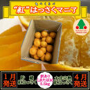 1・4月発送&nbsp;全2回&nbsp;定期便&nbsp;紅はっさく&nbsp;マニア&nbsp;貯蔵&nbsp;＆&nbsp;木成完熟&nbsp;訳あり傷多め&nbsp;L&nbsp;または&nbsp;M&nbsp;5.5kg&nbsp;茶箱&nbsp;和歌山&nbsp;有田&nbsp;南泰園