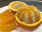 1・4月発送&nbsp;全2回&nbsp;定期便&nbsp;紅はっさく&nbsp;マニア&nbsp;貯蔵&nbsp;＆&nbsp;木成完熟&nbsp;訳あり傷多め&nbsp;L&nbsp;または&nbsp;M&nbsp;5.5kg&nbsp;茶箱&nbsp;和歌山&nbsp;有田&nbsp;南泰園