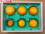 1・4月発送&nbsp;全2回&nbsp;定期便&nbsp;紅はっさく&nbsp;マニア&nbsp;貯蔵&nbsp;＆&nbsp;木成完熟&nbsp;訳あり傷多め&nbsp;L&nbsp;または&nbsp;M&nbsp;5.5kg&nbsp;茶箱&nbsp;和歌山&nbsp;有田&nbsp;南泰園