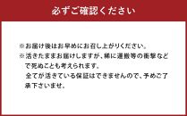 石狩川・江別産　活天然もくず蟹　オス、メス混合1kg（4杯前後）