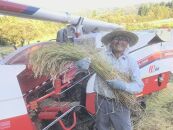 南魚沼塩沢産　従来型コシヒカリ　白米５ｋｇ×６回（定期便）