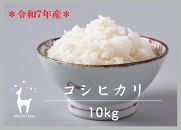 【京都ファーム】令和7年産&nbsp;京都ファームのコシヒカリ&nbsp;精米10kg&nbsp;［&nbsp;京都&nbsp;京北産&nbsp;こしひかり&nbsp;人気&nbsp;おすすめ&nbsp;米&nbsp;コメ&nbsp;おこめ&nbsp;お取り寄せ&nbsp;通販&nbsp;送料無料&nbsp;ふるさと納税&nbsp;］