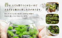 《苔テラリウム・コケリウム》きつねと朱鳥居S_枯山水&nbsp;ボウルM