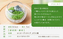 《苔テラリウム・コケリウム》きつねと朱鳥居S_枯山水&nbsp;ボウルM