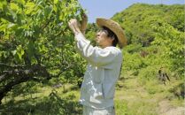 皮ごとすももシロップ 1本 (250ml)【フルーツ シロップ すもも スモモ 香川県 さぬき市】