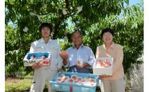 【先行予約】大玉で濃厚な讃岐もも 約3kg 9月出荷 品種おまかせ 【国産もも 桃 白桃 白鳳 あかつき 清水白桃 なつおとめ 川中島白桃 まどか 黄金桃 西大母 飯田桃園 さぬき市】