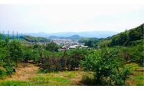 【先行予約】さぬき市の白桃 約2kg 7月発送 品種おまかせ【国産 もも 桃 白桃 白鳳 あかつき 清水白桃 なつおとめ 川中島白桃 まどか 黄金桃 西大母 飯田桃園 さぬき市】
