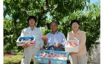 【先行予約】さぬき市の白桃 約2kg 7月発送 品種おまかせ【国産 もも 桃 白桃 白鳳 あかつき 清水白桃 なつおとめ 川中島白桃 まどか 黄金桃 西大母 飯田桃園 さぬき市】