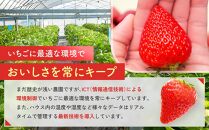 先行受付【静岡県産いちご】完熟紅ほっぺ2パックセット（300g×2パック）【2025年1月下旬以降発送予定】