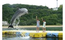 イルカのトレーナー体験 ペア 入場券付き【体験 イルカ ドルフィン 日本ドルフィンセンター 香川県 さぬき市】