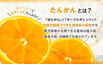 2025年 屋久島産たんかん 家庭用 訳あり 約5kg(S～2Lサイズ・少々キズあり)＜先行予約／数量限定＞