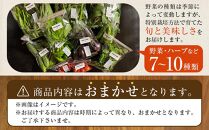 特別栽培 旬の採れたて お野菜 7～10種類詰め合わせセット TAGATAME タガタメ【野菜 特別栽培 栽培期間中農薬不使用 採れたて さぬき市】