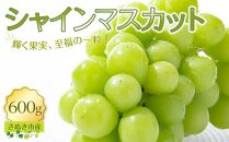【9月上旬から発送】シャインマスカット 600g【先行予約 朝採り出荷 厳選 シャインマスカット 旬のフルーツ ぶどう 香川県 さぬき市】