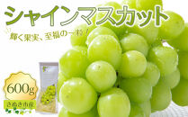 【9月上旬から発送】シャインマスカット 600g【先行予約 朝採り出荷 厳選 シャインマスカット 旬のフルーツ ぶどう 香川県 さぬき市】