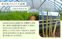 アスパラガス&nbsp;アスパラ&nbsp;さぬきのめざめ&nbsp;約&nbsp;500g&nbsp;夏芽｜オリジナル品種&nbsp;香川県&nbsp;さぬき市