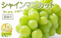 【9月上旬から発送】訳あり シャインマスカット 700g以上 1房入り【先行予約 朝採り出荷 マスカット 家庭用 フルーツ 果物 ぶどう 葡萄 旬 香川県 さぬき市】