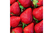 【定期便３回】福岡県産&nbsp;完熟&nbsp;博多あまおう&nbsp;270ｇ×4【2026年2月1日～発送】