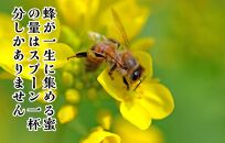 はちみつ 有田のみかん蜂蜜 210g 和歌山県産 産地直送 【みかんの会】