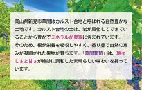 ぶどう&nbsp;2025年&nbsp;先行予約&nbsp;カルスト台地で育ったピオーネ（２房）【ギフト用】贈答&nbsp;ブドウ&nbsp;葡萄&nbsp;&nbsp;岡山市産&nbsp;国産&nbsp;フルーツ&nbsp;果物&nbsp;ギフト