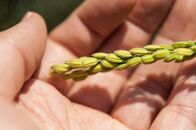 【令和6年産&nbsp;】新潟県産こしひかり「秋の日」（無洗米5kg）新潟県の美味しいお米。