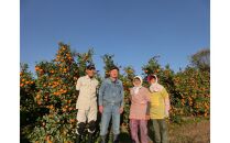 木なりはっさくみかん&nbsp;贈答用特選&nbsp;5kg箱入【WS7】