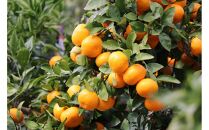 木なりはっさくみかんご家庭用&nbsp;5kg箱入【WS9】