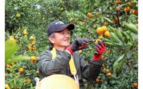 木なりはっさくみかん&nbsp;ご家庭用&nbsp;10kg箱入【WS10】