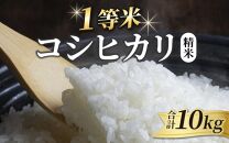 【先行予約】【令和6年産】【一等米】コシヒカリ 精米 10kg ／ 一等米 福井県産 ブランド米 ご飯 白米 お米 コメ 新鮮 新米 ※2024年10月中旬より順次発送