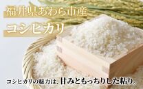 【先行予約】【令和6年産】【一等米】コシヒカリ 精米 10kg ／ 一等米 福井県産 ブランド米 ご飯 白米 お米 コメ 新鮮 新米 ※2024年10月中旬より順次発送