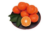 小原紅早生みかん&nbsp;約5kg（約30～60個）