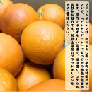 ［高級柑橘］和歌山県産ブラッドオレンジ&nbsp;タロッコ&nbsp;約2kg［MS93］
