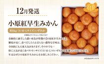 【定期便全4回】さぬき市冬のフルーツ厳選定期便【旬 人気 果物 くだもの 香川県 さぬき市】