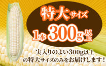 【2026年先行予約】白いとうもろこしピュアホワイト&nbsp;8本&nbsp;2.4kg（2026年8月下旬から発送開始予定）【&nbsp;人気&nbsp;北海道産&nbsp;糖度&nbsp;生&nbsp;野菜&nbsp;スイートコーン&nbsp;産地直送&nbsp;バーベキュー&nbsp;BBQ&nbsp;コーン&nbsp;旬&nbsp;お取り寄せ&nbsp;旭川市&nbsp;北海道&nbsp;送料無料&nbsp;】_04559