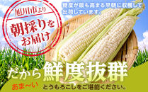 【2026年先行予約】白いとうもろこしピュアホワイト&nbsp;8本&nbsp;2.4kg（2026年8月下旬から発送開始予定）【&nbsp;人気&nbsp;北海道産&nbsp;糖度&nbsp;生&nbsp;野菜&nbsp;スイートコーン&nbsp;産地直送&nbsp;バーベキュー&nbsp;BBQ&nbsp;コーン&nbsp;旬&nbsp;お取り寄せ&nbsp;旭川市&nbsp;北海道&nbsp;送料無料&nbsp;】_04559