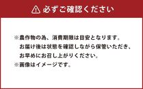 【先行受付】人気のとうもろこしコラボセット!　ピュアホワイト4本×ゴールドラッシュ4本（2025年8月下旬より発送予定）【 白いとうもろこし 人気 北海道産 糖度 生 野菜 スイートコーン 産地直送 バーベキュー BBQ コーン 旬 お取り寄せ 旭川市 北海道 送料無料 】_04561