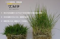 【先行予約】芝生(省管理型コウライ芝　TM9ティーエムナイン)２束セット※2平米分