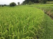 栽培期間中農薬・化学肥料不使用&nbsp;白米粒が光る棚田米&nbsp;滋賀県大津産&nbsp;玄米5kg