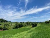 栽培期間中農薬・化学肥料不使用&nbsp;白米粒が光る棚田米&nbsp;滋賀県大津産&nbsp;玄米5kg