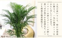 【観葉植物】アレカヤシ 10号 ストライプバスケット鉢カバー 土の表面:ウッドチップ ｜観葉植物 インテリア 部屋 おしゃれ 福岡県筑前町 送料無料