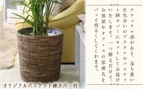 【観葉植物】アレカヤシ 10号 ブラウンバスケット鉢カバー 土の表面:ウッドチップ ｜観葉植物 インテリア 部屋 おしゃれ 福岡県筑前町 送料無料