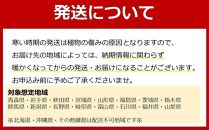 【観葉植物】アレカヤシ 10号 ブラウンバスケット鉢カバー 土の表面:ウッドチップ ｜観葉植物 インテリア 部屋 おしゃれ 福岡県筑前町 送料無料