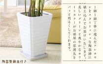 【観葉植物】アレカヤシ 8号 ホワイト陶器鉢 Ｇタイプ 土の表面:ウッドチップ ｜観葉植物 インテリア 部屋 おしゃれ 福岡県筑前町 送料無料