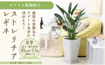 【観葉植物】ストレリチア レギネ 8号 ホワイト陶器鉢 G｜観葉植物 インテリア 部屋 おしゃれ 福岡県筑前町 送料無料