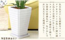 【観葉植物】ストレリチア レギネ 8号 ホワイト陶器鉢 G｜観葉植物 インテリア 部屋 おしゃれ 福岡県筑前町 送料無料