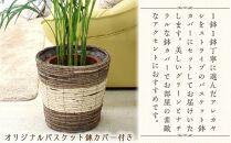 【観葉植物】アレカヤシ 8号 ストライプバスケット鉢カバー 土の表面:ウッドチップ ｜観葉植物 インテリア 部屋 おしゃれ 福岡県筑前町 送料無料