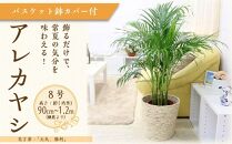 【観葉植物】アレカヤシ 8号 ホワイトバスケット鉢カバー 土の表面:ウッドチップ ｜観葉植物 インテリア 部屋 おしゃれ 福岡県筑前町 送料無料