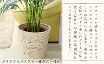 【観葉植物】アレカヤシ 8号 ホワイトバスケット鉢カバー 土の表面:ウッドチップ ｜観葉植物 インテリア 部屋 おしゃれ 福岡県筑前町 送料無料