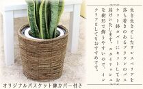 【観葉植物】サンスベリア 7号 ブラウンバスケット鉢カバー 土の表面:ウッドチップ ｜観葉植物 インテリア 部屋 おしゃれ 福岡県筑前町 送料無料