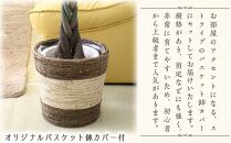 【観葉植物】パキラ 8号 ストライプバスケット鉢カバー 土の表面:ウッドチップ ｜観葉植物 インテリア 部屋 おしゃれ 福岡県筑前町 送料無料