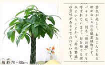 【観葉植物】パキラ 10号 ホワイトバスケット鉢カバー 土の表面:ウッドチップ｜観葉植物 インテリア 部屋 おしゃれ 福岡県筑前町 送料無料